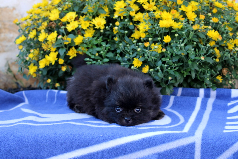 puppy, for, sale, Pomeranian, Matthew B. Stoltzfus, dog, breeder, Gap, PA, dog-breeder, puppy-for-sale, forsale, nearby, find, puppyfind, locator, puppylocator, aca